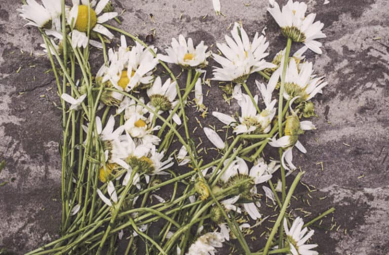 forensic botany